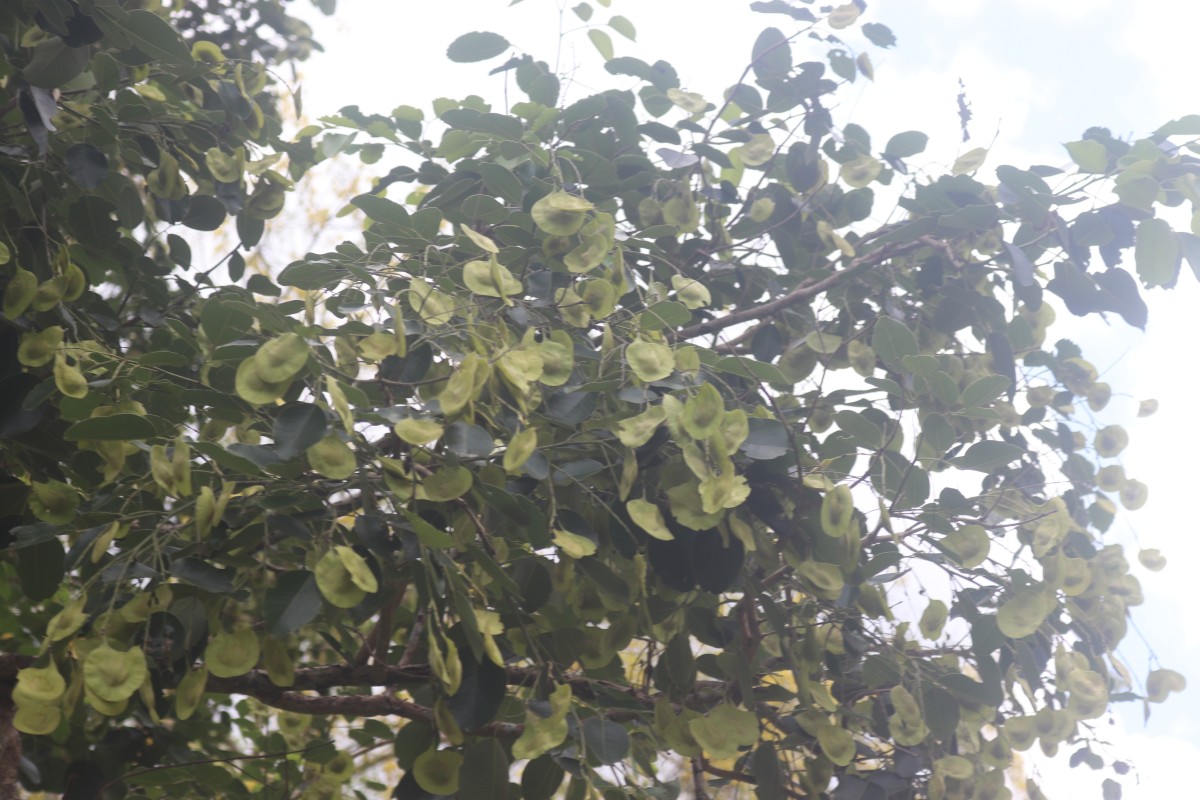 Pterocarpus santalinus L.f.